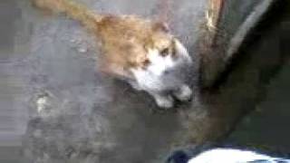 Billu Game