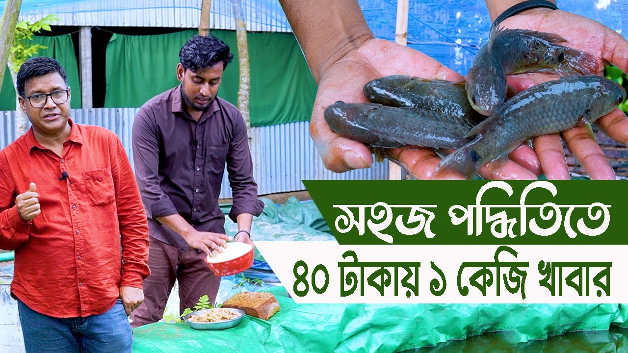 কম খরচে সহজ পদ্ধতিতে মাছ চাষ। সকল প্রকার তথ্য এক ভিডিওতে। উদ্যোক্তা  কিশোরগঞ্জের আশিক