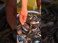 চায়নাদের মাছ ধরার কৌশল দেখুন #fishing #fish