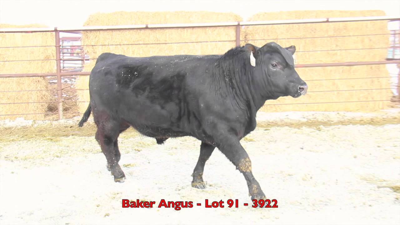 Baker Angus Lot 91 YouTube
