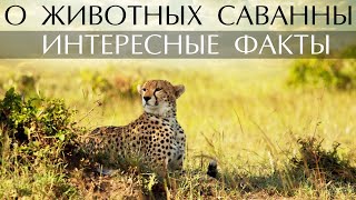 Интересные факты о животных Саванны