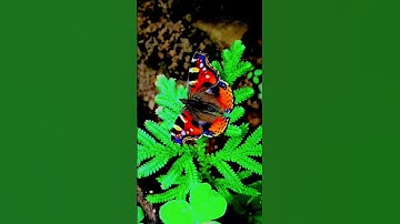 Thumbnail of #butterfly 🦋 #song #love #music #lifeisbutadream #motivationalsong