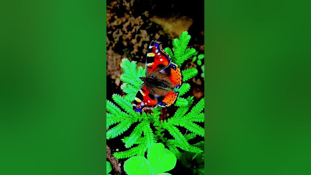 #butterfly 🦋 #song #love #music #lifeisbutadream #motivationalsong
