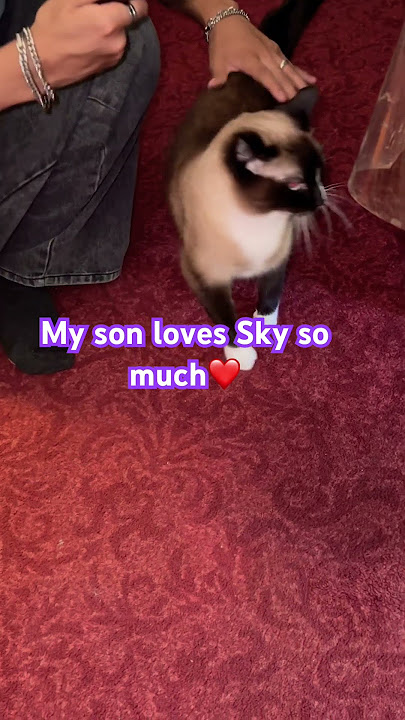 #cat #petcat #furbaby #catlovers #animallovers #animal #catloversusa