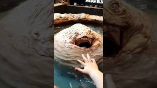 6 Weirdest Animals You Won’t Believe Actually Exist #Animals #AnimalFacts #Nature