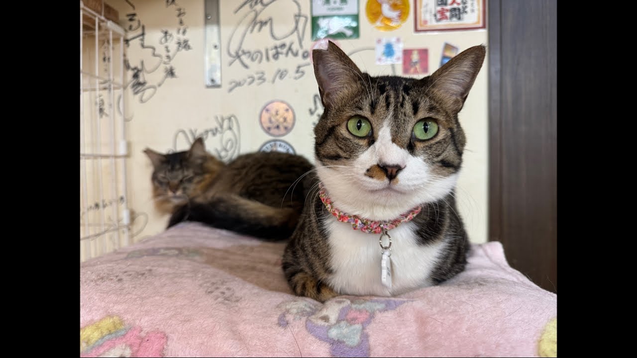 猫猫団😺ライブ配信！ - YouTube