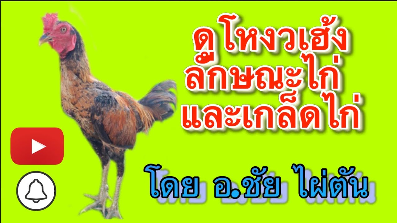 ดูโหงวเฮ้ง ลักษณะไก่ และเกล็ดไก่ โดย อ.ชัย ไผ่ตัน