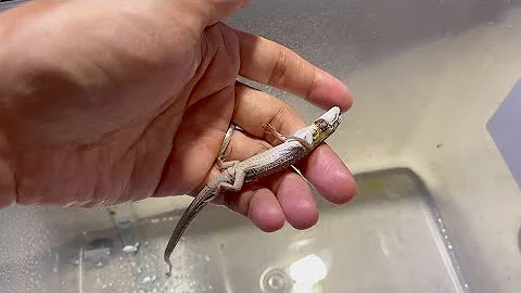 森こんにゃくカブトムシ