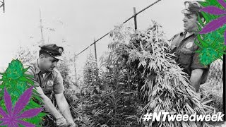 Why Is Weed Illegal? – The History of Cannabis in the U.S. | NowThis