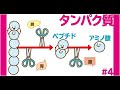 消化と吸収④(タンパク質)【第44回】
