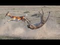 Awesome cheetah chase compilation #2022#earth