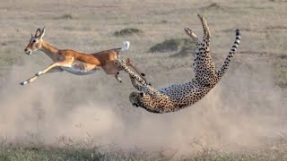 Awesome cheetah chase compilation #2022#earth