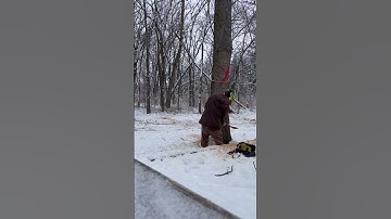 Pulling over tree with a little side lean #arborist