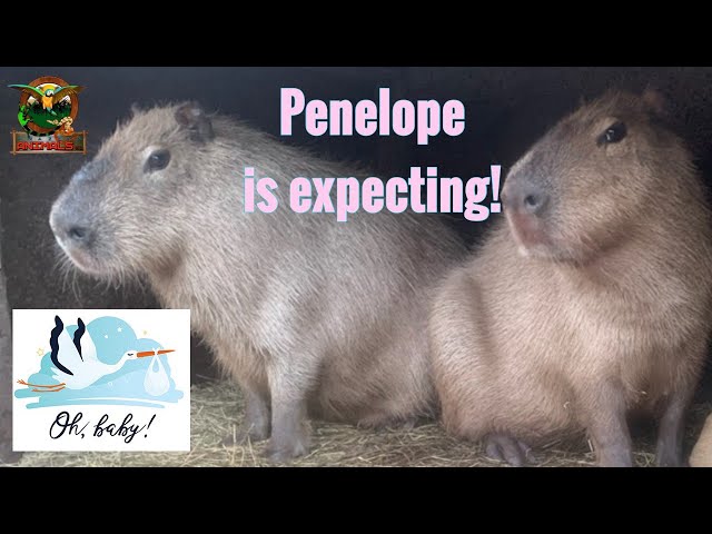 How Long are Capybaras Pregnant? Fascinating Facts Revealed