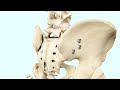 iFuse TORQ® Implant System - Animation