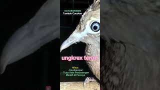 Paruhnya Panjang Seperti Tumbak, Mantap Sekali...