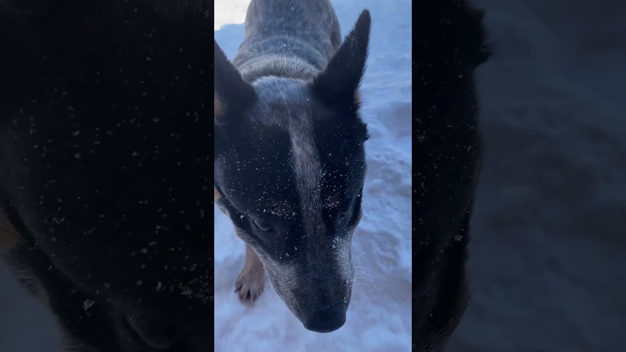 Хэви - умница! 