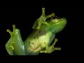 Translucent Creatures and Their Adaptations