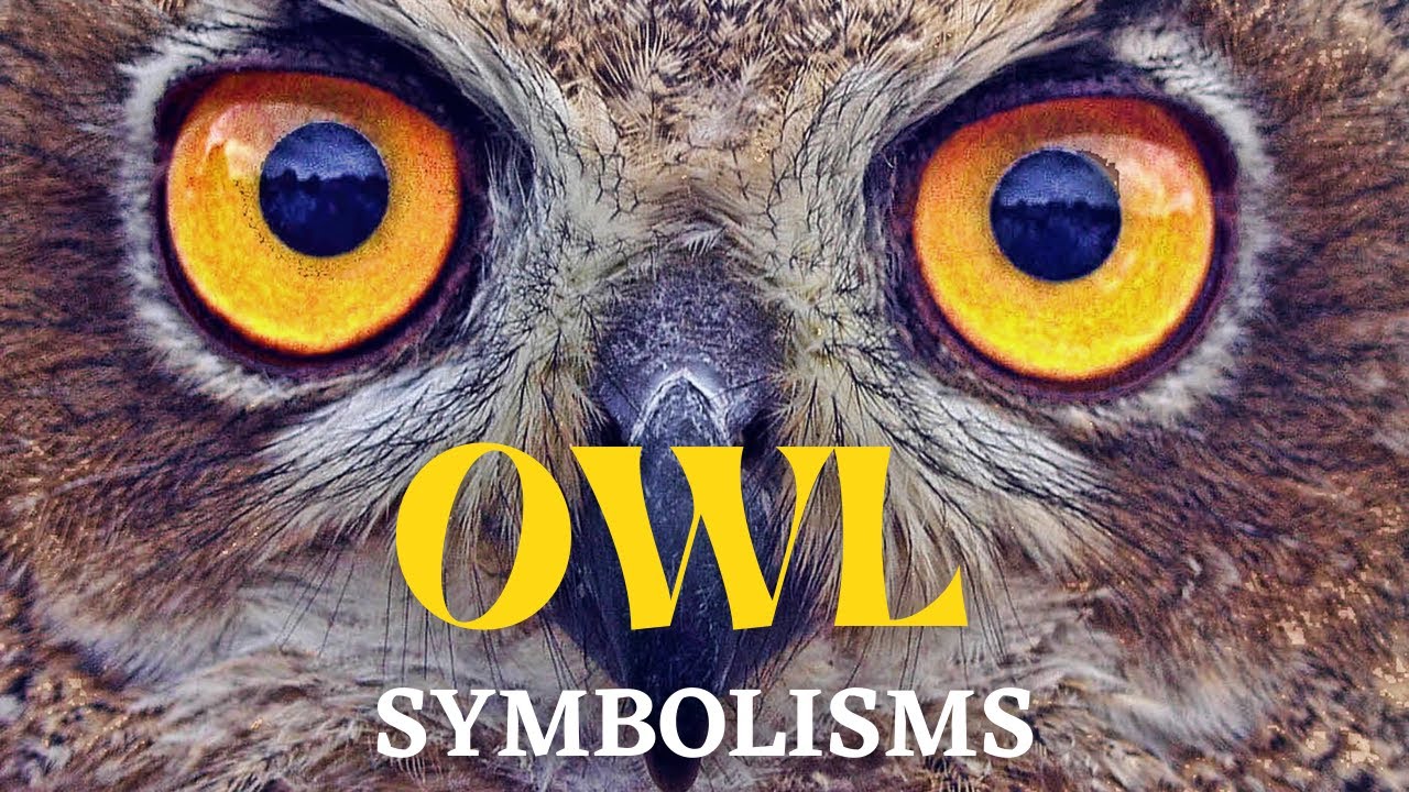 🦉What Does It Mean When You See An Owl?  | Owl Symbolisms And Spiritual Meanings