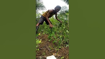 Harvesting cassava part 761 #shorts #farming #cassava #nature  #cassavaroots #cassavafarming