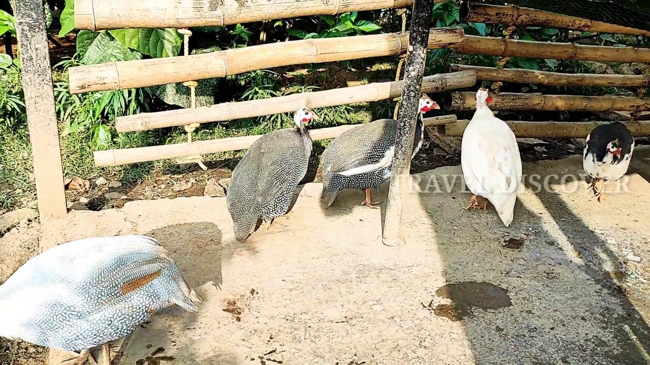 Kinni Koli and Turkey Bird, கின்னி கோழி. - YouTube