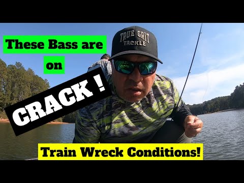 Fall Transition, Lake Turnover, Winter Draw down! Bass Fishing Conditions gone WILD!