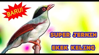 MASTERAN SUPER JERNIH - BURUNG  EKEK KELING GACOR