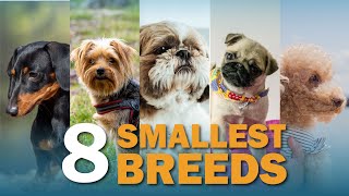 8 Smallest Dog Breeds | Talkin' Dogs by Continental Kennel Club, Inc. 458 views 1 year ago 5 minutes, 29 seconds