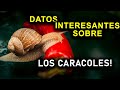 DATOS INTERESANTES SOBRE LOS CARACOLES!