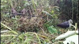 Basah kuyup ruak nya..masih mau keluar dengarin suara mp3 jitu