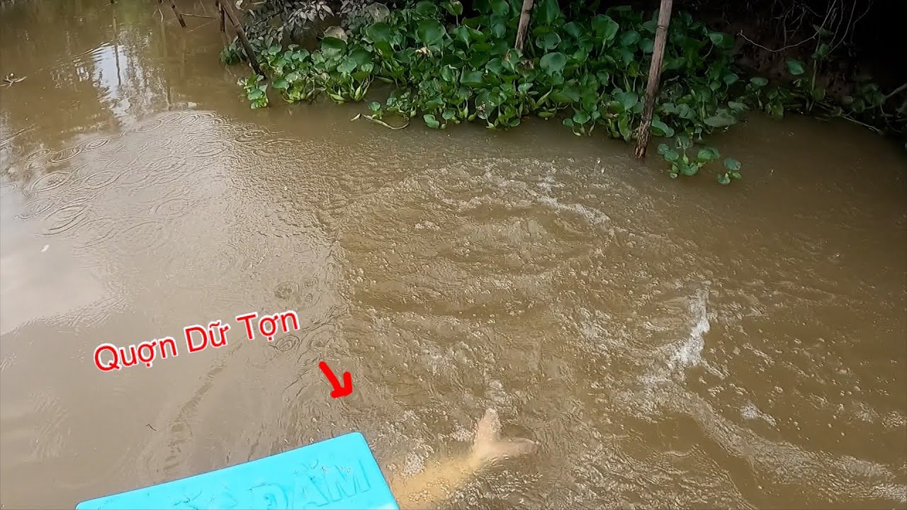 Kích Cá Vùng Đất Mới Tìm Hàng Khủng Con Nước Rút Miền Tây | Kích Cá Miền Tây | Catch Fish