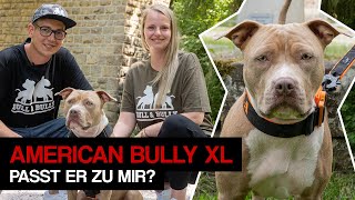 American Bully - zu wem passt die Rasse wirklich? Rasseinfos, Kampfhund Vorurteil und Erziehung!