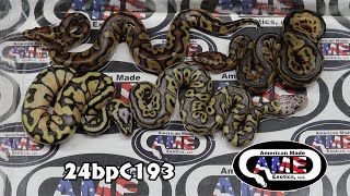 24bpC193 fm Stranger Enchi Fire Het Clown x m Pastel Axanthic Clown