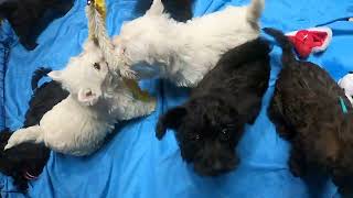 LULU'S  WESTY PUPPIES AND FRIENDS PIPERS WESTIEPOOS  PART 1