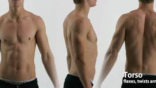 Moving anatomy reference    Torso 12