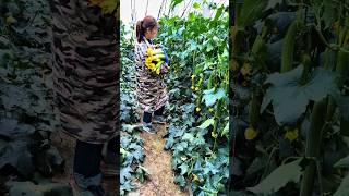 Cucumber Harvesting Efficiently Leads To Higher Farm Yields #CucumberHarvest #GreenhouseFarming