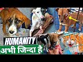 Paralyzed dog treatment injured cow treatment gaushalabearded ladka vlogs