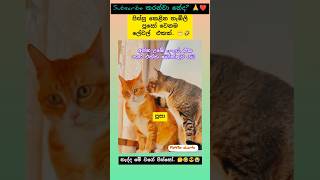 තැඹිලි 🤣 #shorts #funny #cats #viralvideo #sltrending #pets #catshorts #subscribe #song