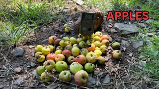 I Left 3 Piles of APPLES in the Woods on Trail Camera. Here's what Showed Up!