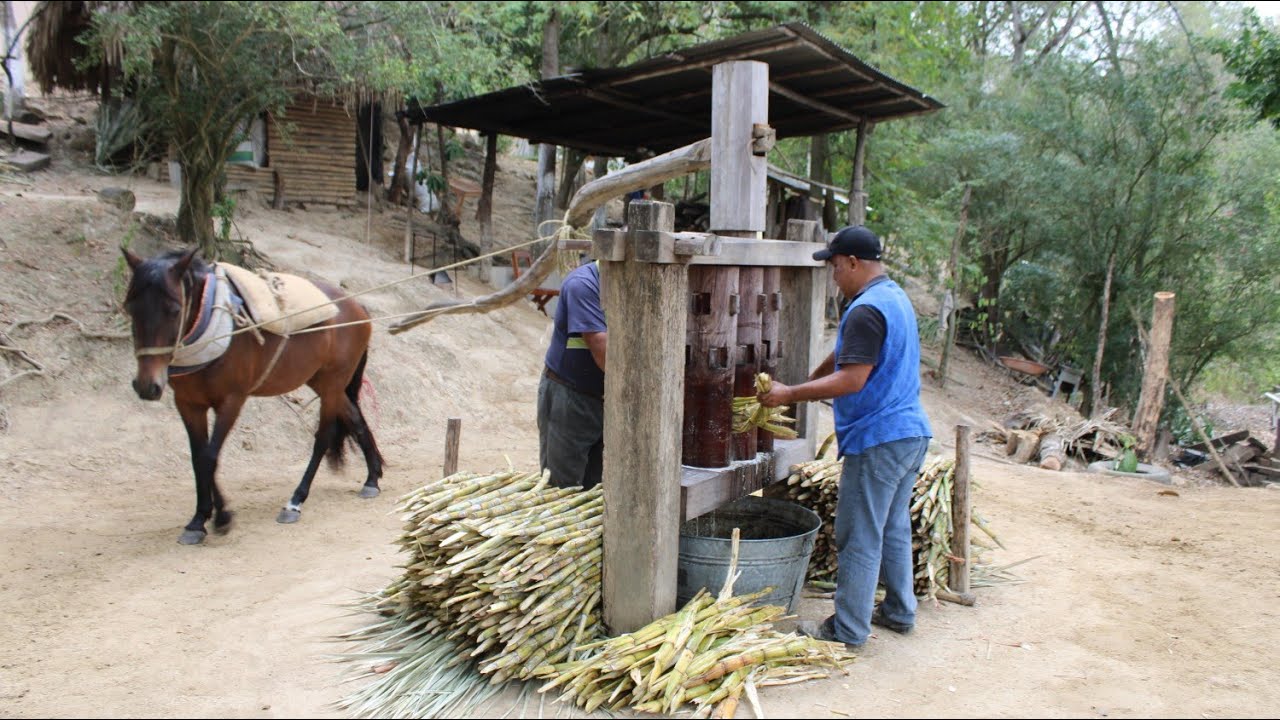 Así es una MOLIENDA y el TRAPICHE en TANTOYUCA //una tradición que se lleva acabo desde 1965.