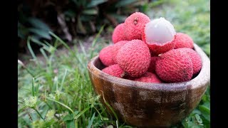 LYCHEE GROVE TOUR
