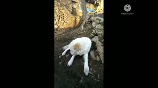 Bitlis çoban köpekleri