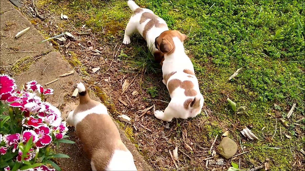 Quail Ridge Kennels YouTube