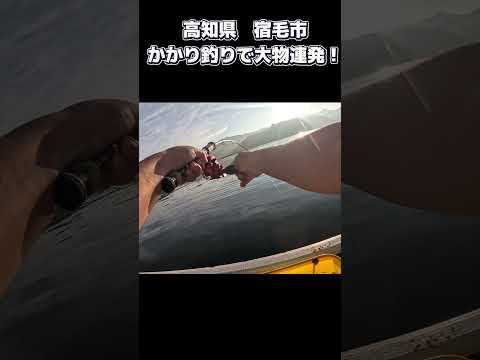 貸船からのかかり釣り#宿毛市 #かかり釣り ＃筏チヌ