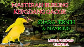 MASTERAN BURUNG KEPODANG GACOR