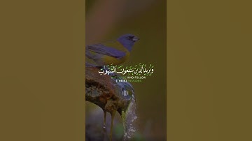 📖سورة النساء 🎙️طارق محمد