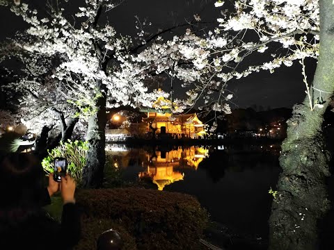 上野恩賜公園の夜桜　2023年3月26日（令和5年）