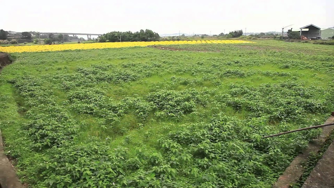 苗栗銅鑼 杭菊盛開 2011-11-14 Chrysanthemum Blossoming Miaoli Tongluo