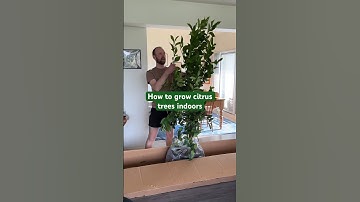 Meyer Lemon Tree | Fast Growing Trees 🌳 🍋 #gardening #indoorgarden #indoorgardening