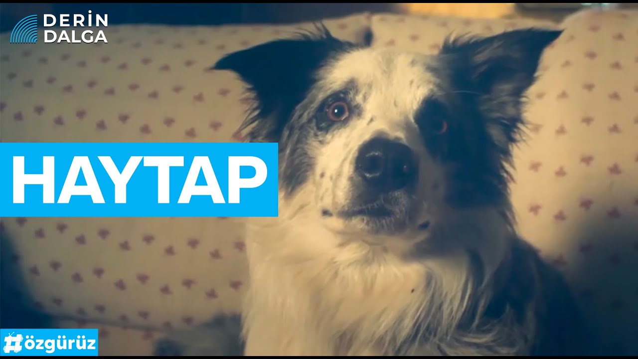 DERİN DALGA | 6. Bölüm: HAYTAP